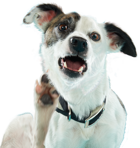 "can Anyone Help A Dog Out With This Itch" - Apoquel Dermatológico (493x515), Png Download