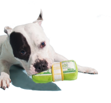 5% Of Barkshop Proceeds Goes Directly To Helping Dogs - Bark (371x343), Png Download