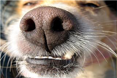 Cancer Detection - Cancer Side Of Dog Nose (600x300), Png Download