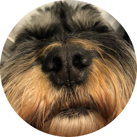 Dognose - Lhasa Apso (452x452), Png Download