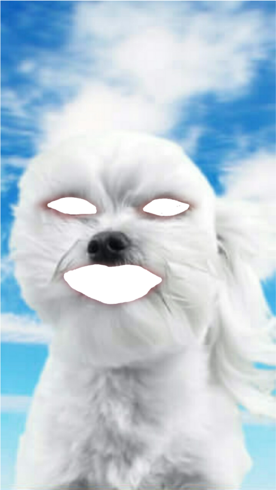 Report Abuse - Maltese (1024x1820), Png Download