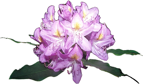 Rododendro Png (500x341), Png Download