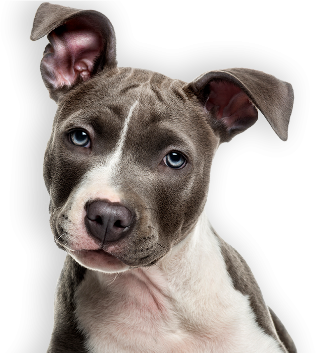 Breeder Of The Pack - Pit Bull Puppy White Background (960x700), Png Download