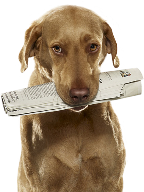 Dog (484x644), Png Download