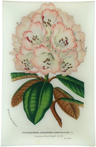 Rhododendron Cinnamomeo Campanulatum Rhododendron Cinnamomeo - House (500x500), Png Download