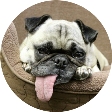 Riley - Riley Animal (426x426), Png Download