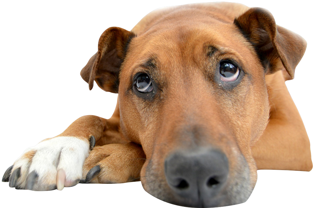 A Dog Owner Received A Rude Awakening From Her Pup - В Пасти У Двортерьера [book] (1280x720), Png Download