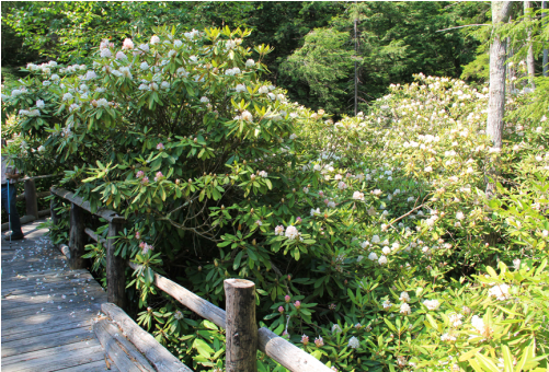 Courtesy Of Rhododendron State Park, New Hampshire - New Hampshire (500x500), Png Download