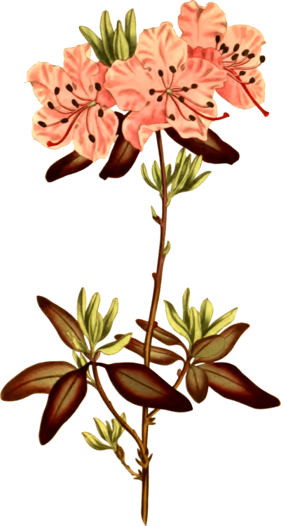 Rhododendron Botanical Illustration Botany Cut Flowers - Punktierte Leaved Rhododendron-illustration Karte (401x750), Png Download