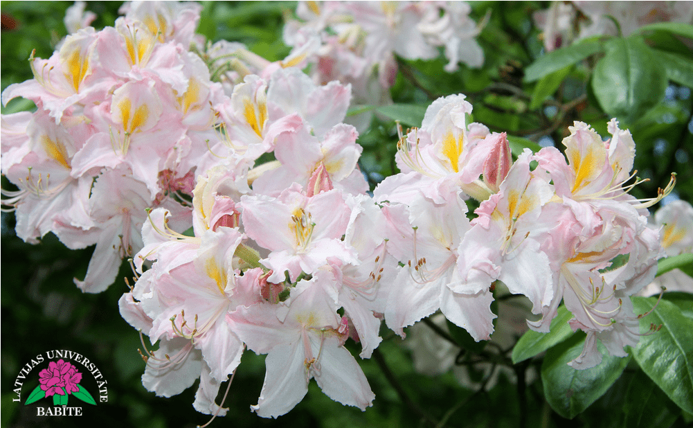 Vasarzaļais Rododendrs, Šķirne - Lily Family (1000x740), Png Download