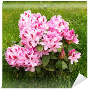 Rhododendron (400x400), Png Download