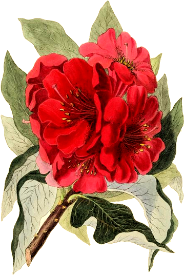 Free Vintage Images - Giclee Painting: Clark's Indian Tree Rosebay, Rhododendron (396x591), Png Download