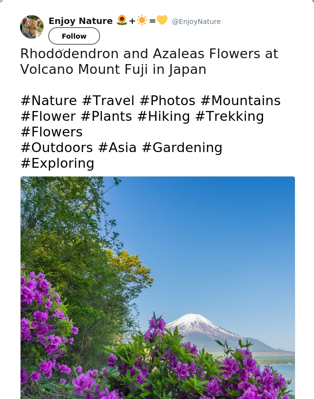 Rhododendron And Azaleas Flowers At Volcano Mount Fuji - Bougainvillea (640x1073), Png Download