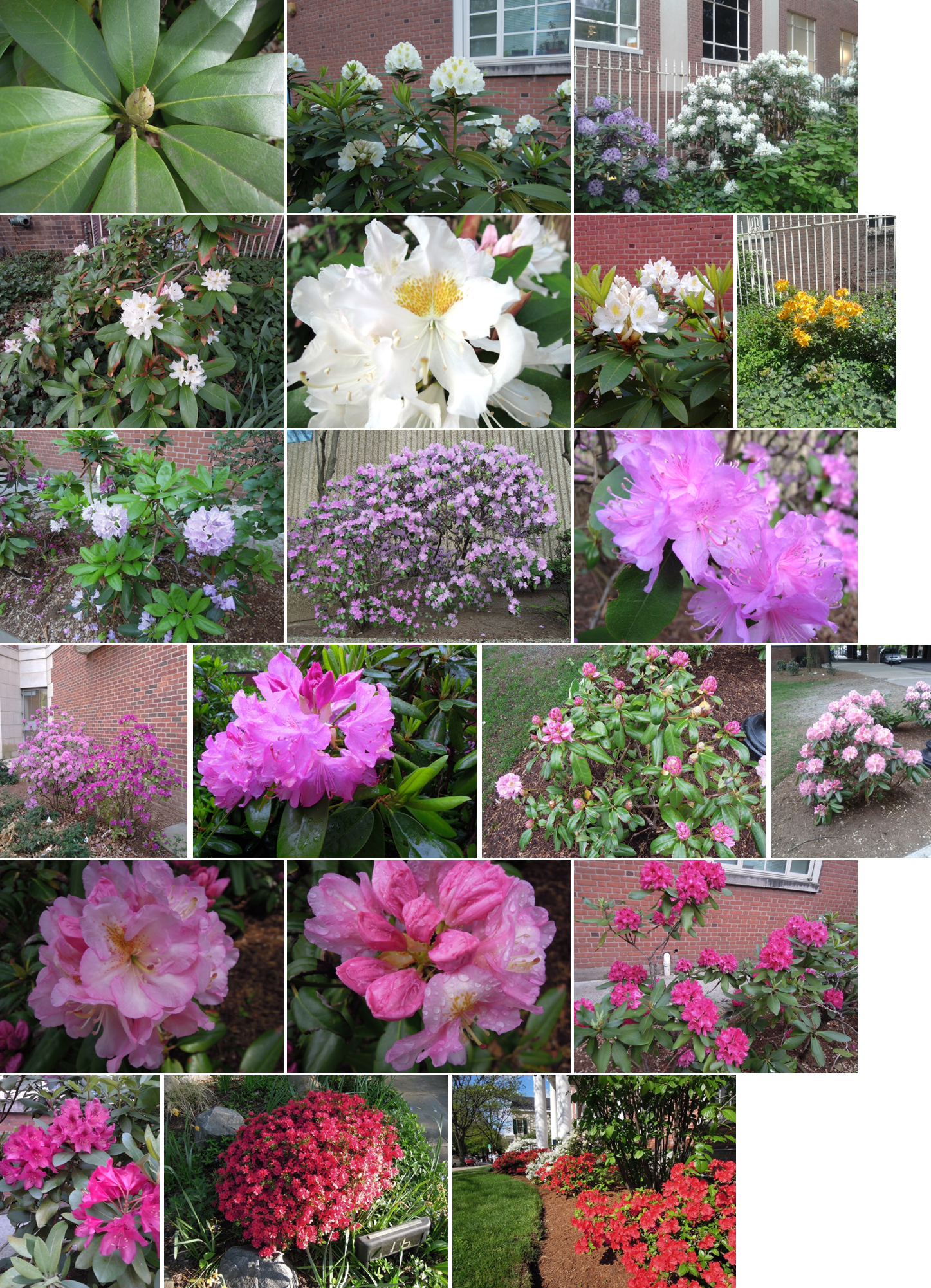 Rhododendrons Azaleas - Common Peony (1447x2002), Png Download