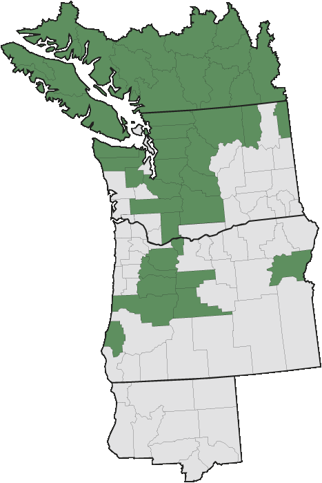 More Information - - Pacific Northwest English (467x699), Png Download