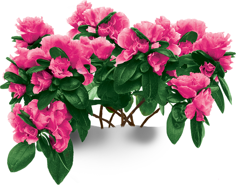 Azaleas Flowers Transparent Background (808x634), Png Download