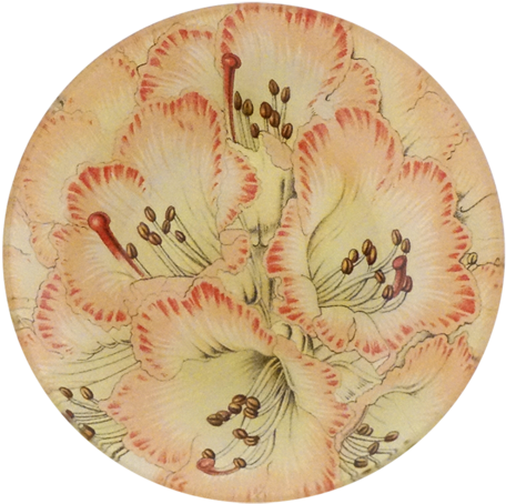 Rhododendron Cinnamomeo Rhododendron Cinnamomeo - Rhododendron (500x500), Png Download