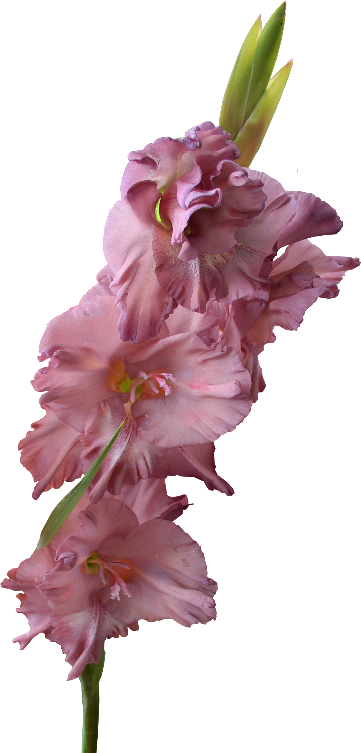 Gladiolus Png Pic - Gladiolus Flower Transparent Background (1369x2612), Png Download