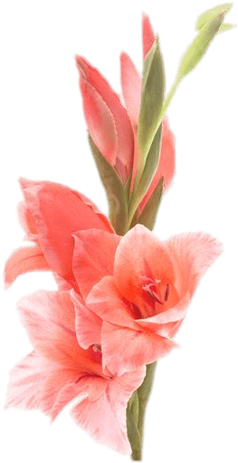 Gladiolus - Gladiolus Flower (781x536), Png Download
