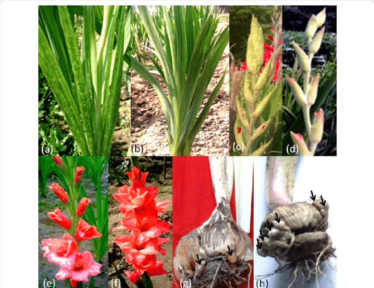 Symptoms On Various Parts - Leaf (761x586), Png Download