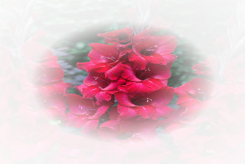 Gladiolus (799x535), Png Download