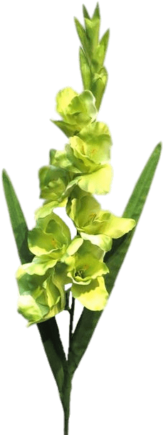 White Green Gladiolus - Portable Network Graphics (480x640), Png Download