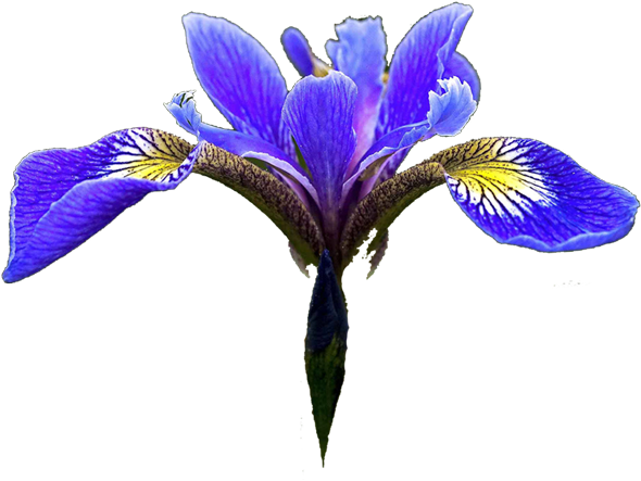 Iris Clipart Transparent Png - Blue Iris Flower Png (614x480), Png Download