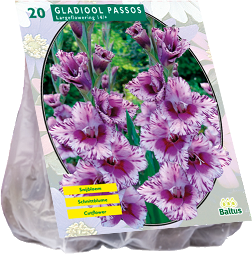 Gladiool Passos - Blumenzwiebel Floraself Gladiole Passos Lila 7 Stk (800x600), Png Download