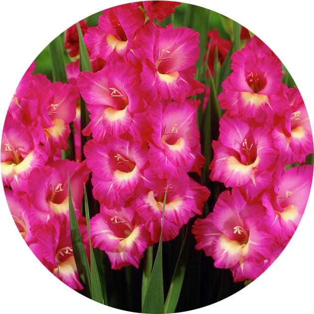 August - Gladiolus - Gladiolus Flower (901x822), Png Download