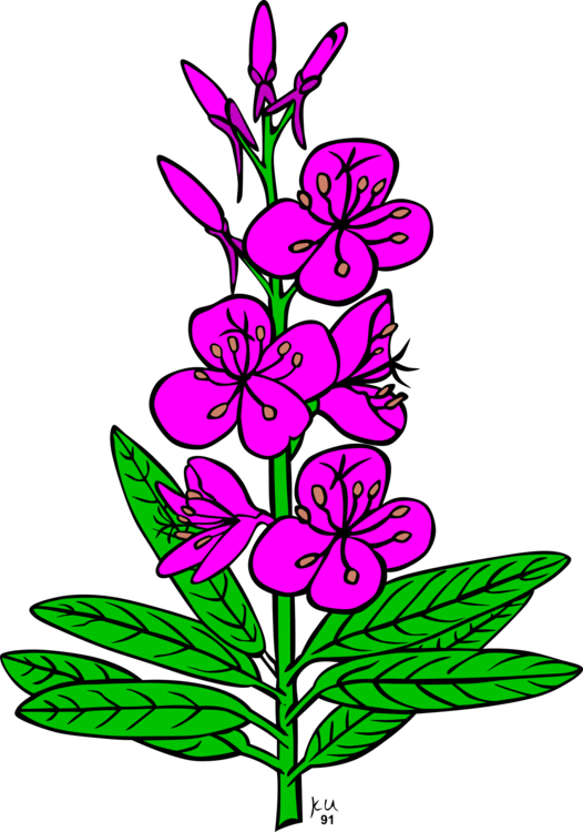 Chamaenerion Angustifolium Drawing Computer Icons Alaska - Fireweed Clipart (526x750), Png Download