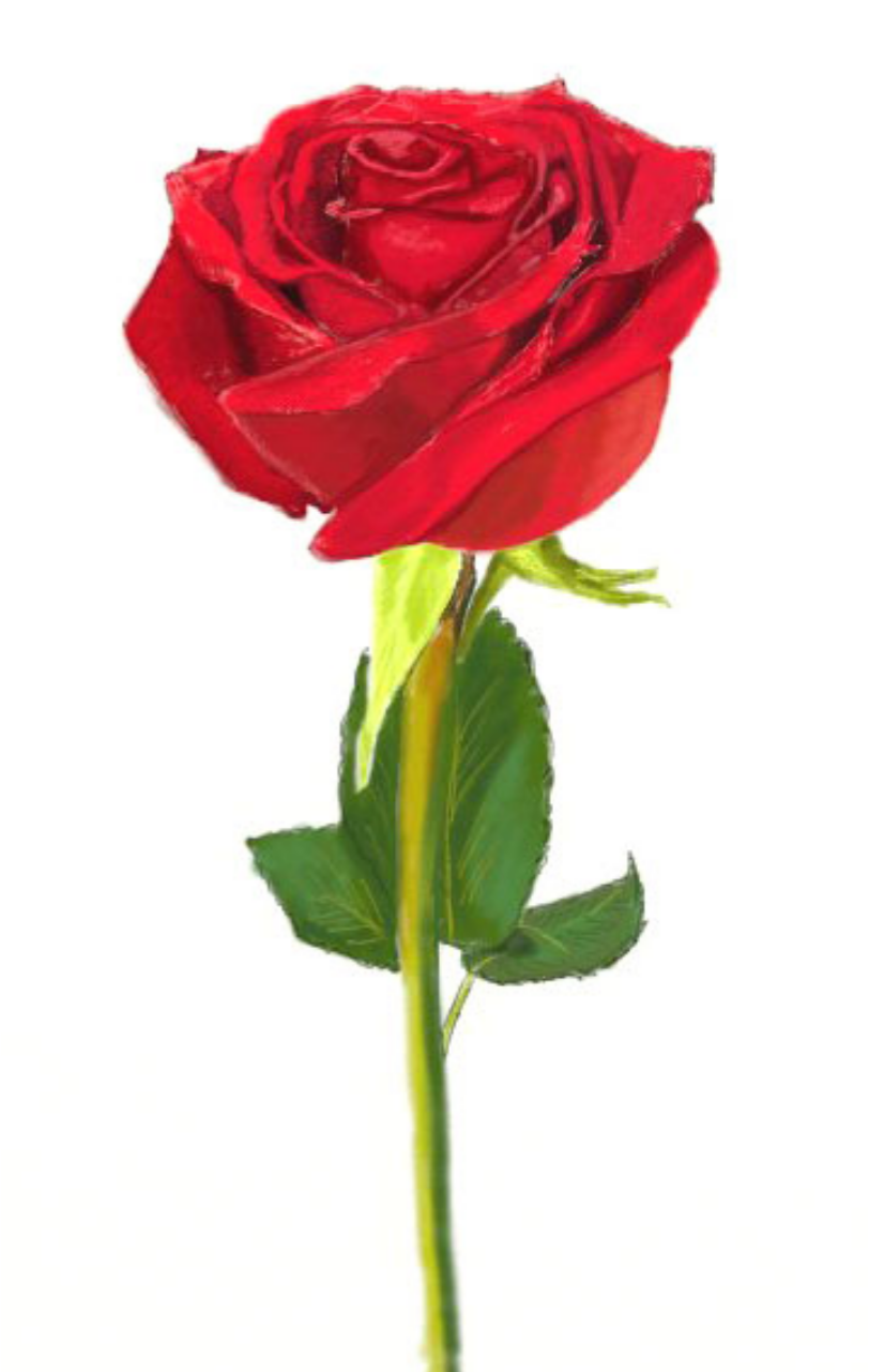 Rose Is One Of The Most Beautiful Flowers - Flower Pic Easy To Draw (1280x1280), Png Download