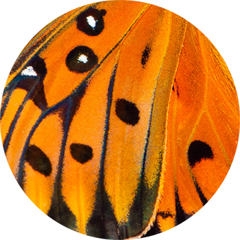 Butterfly Wing Speckled - Ladybug (350x350), Png Download