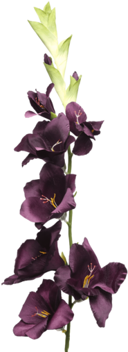 Gladiolus Spray Plum - Gladiolus (340x510), Png Download