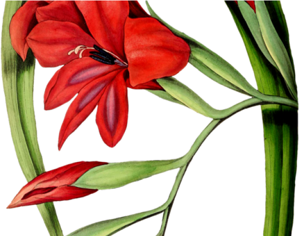 Gladiolus Clipart Red Flower - Botanical Illustration (640x480), Png Download