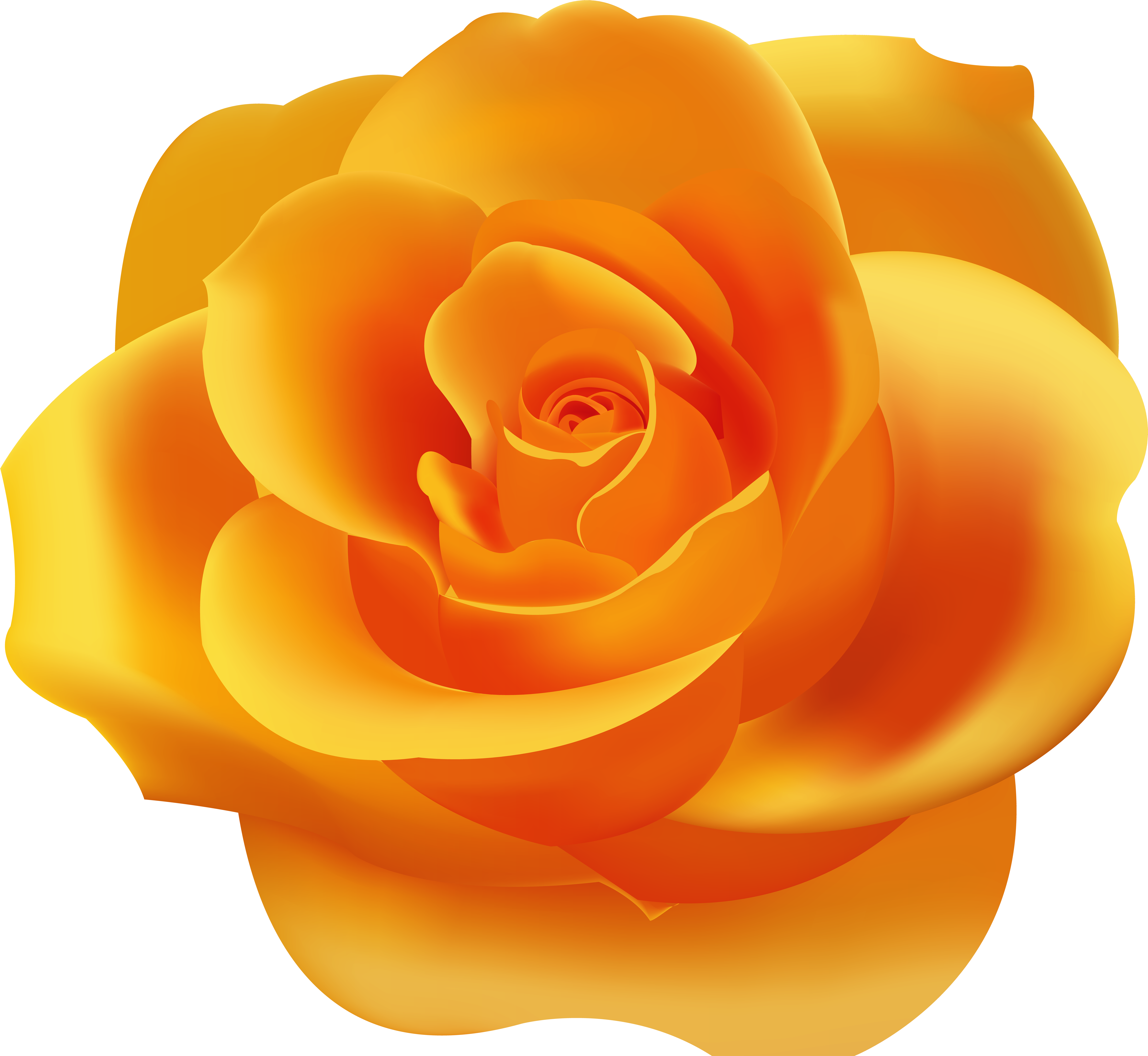 Orange Rose Photo (8000x7380), Png Download
