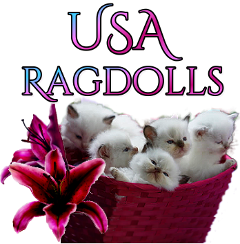 Ragdoll (348x353), Png Download
