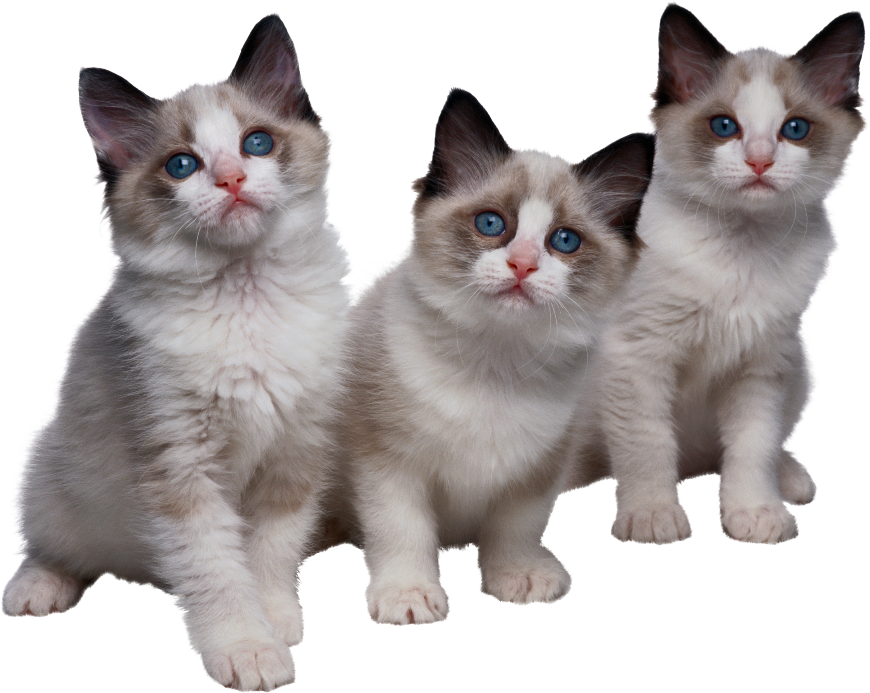 Cat Png - Kittens (2798x2228), Png Download