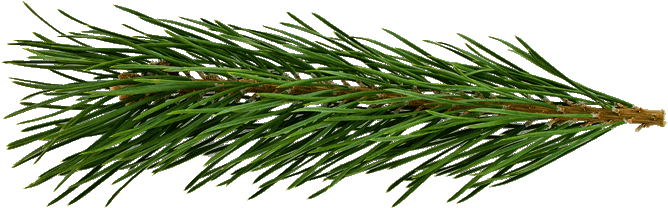 Carol Of The Bells - Pine Needle Transparent (694x236), Png Download