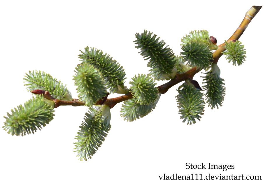 Branch Spring Png - Branch Of Pine Needles Png (1024x760), Png Download