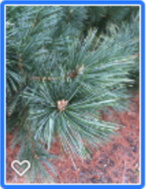 Limber Pine, Van Der Wulf Pine By Lisa Hair - White Pine (640x640), Png Download