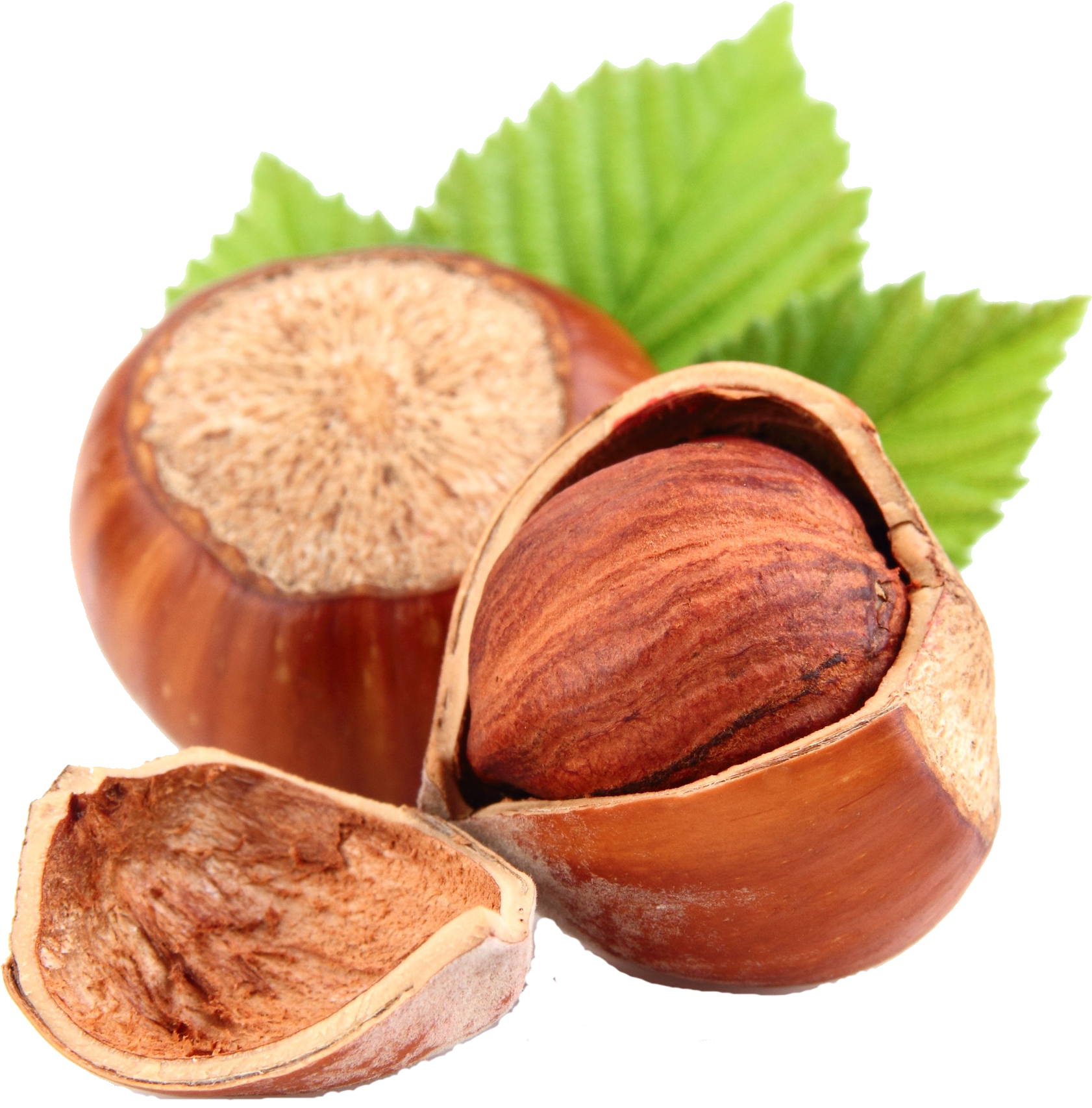 Today - Hazelnut Seeds (2048x2048), Png Download