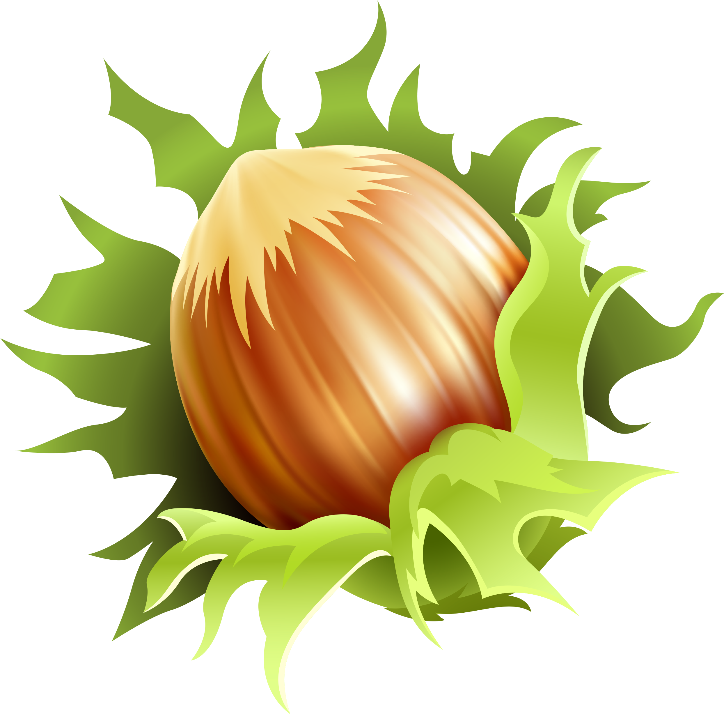 Hazelnut Clipart (2580x2544), Png Download