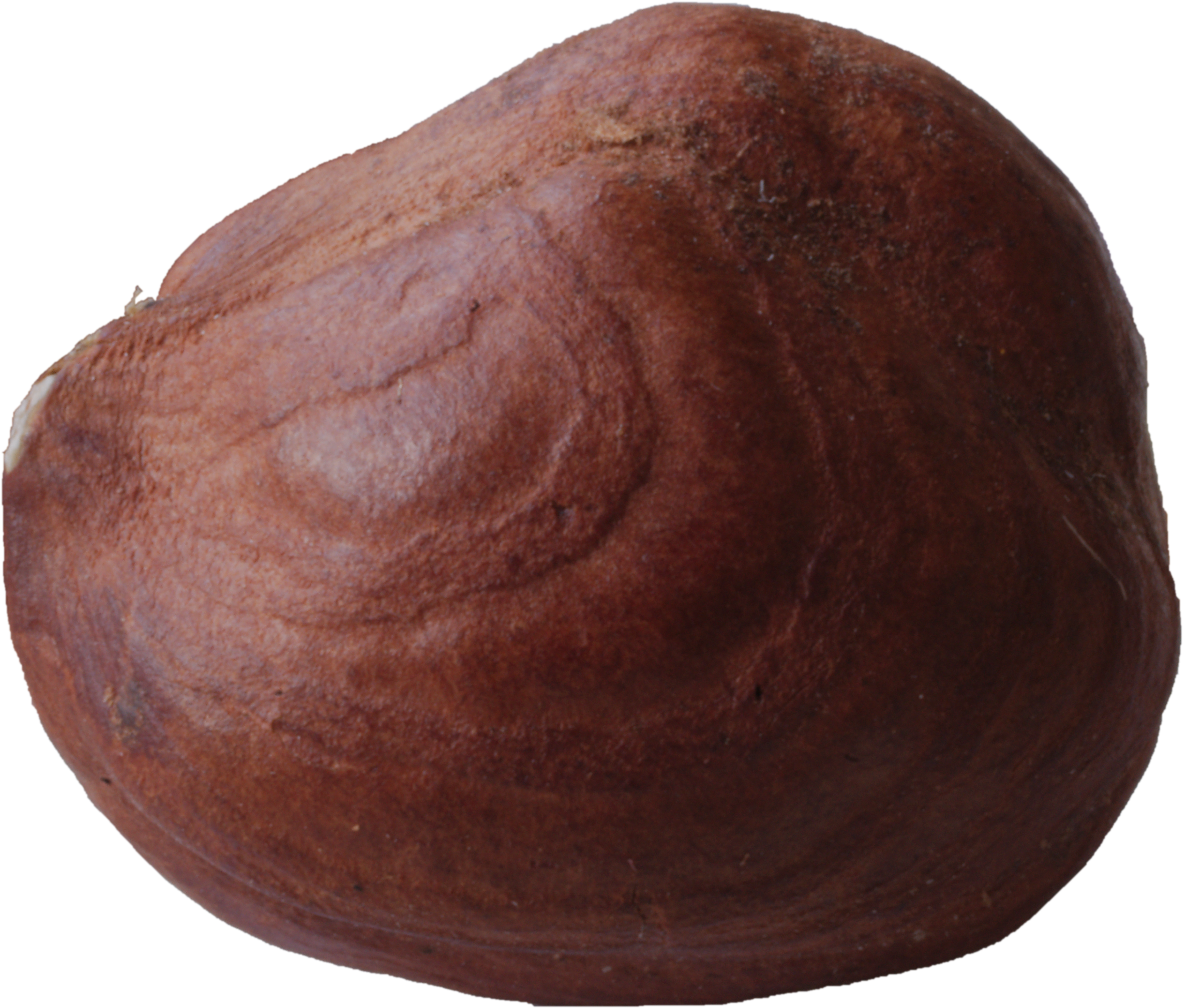 File - Hazelnut-macro - Wikimedia Commons (2336x2018), Png Download