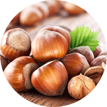 Hazelnut - Hazelnut Tree Bhutan (350x350), Png Download