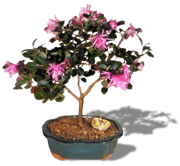 Flowering Bonsai Tree - Bonsai Boy Flowering Chinese Fringe Tree (loropetalum (600x599), Png Download
