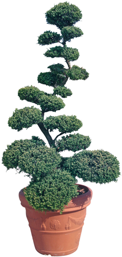 Ilex Crenata Kinme - Ilex Crenata Bonsai Prezzo (252x530), Png Download