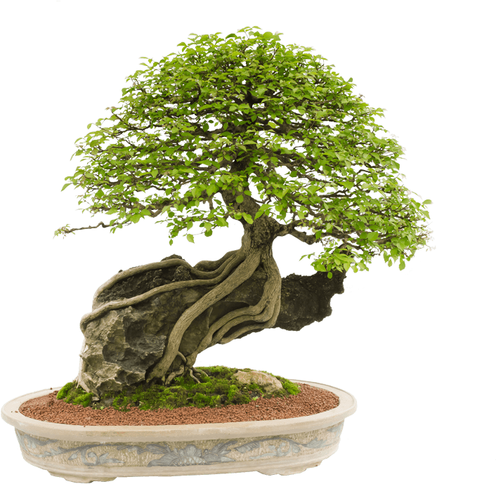 Fundo Recortado Reduzida Kraken - Bonsai (800x694), Png Download