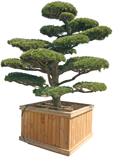 Pinus Penthaphylla, Parviflora E Thunbergii - Ilex Crenata Kinme Bonsai (383x530), Png Download