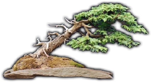 Welcome To The Bonsai Society At Royal Botanical Gardens - Pond Pine (546x308), Png Download