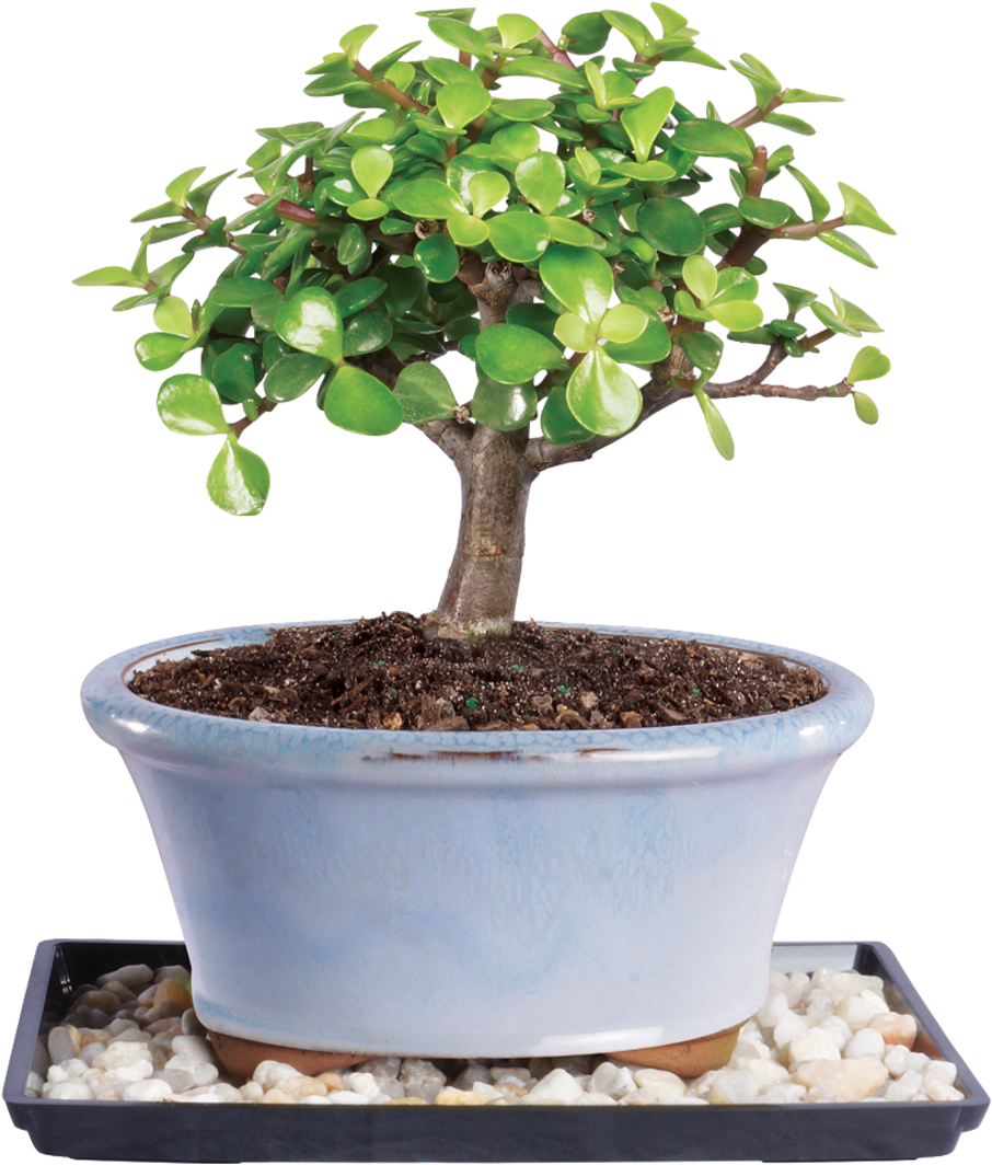 Brussel's Bonsai Jade Bonsai Tree (1104x1104), Png Download